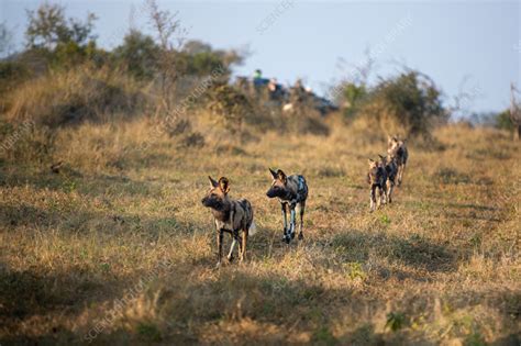 Pack of wild dogs - Stock Image - F037/5624 - Science Photo Library