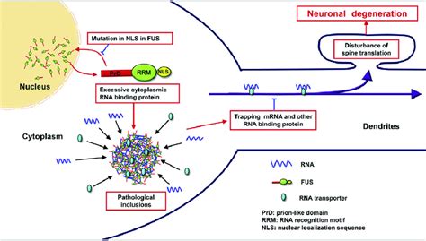 The Possible Pathological Cascade Of Fused In Sarcoma Fus