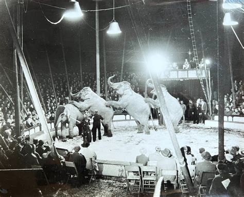 Studio Bertil Hagert Circus Arena Elephants Sweden Catawiki