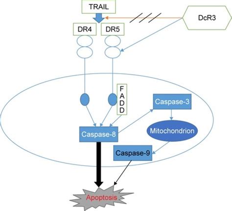 Full Article Downregulation Of Dcr3 Sensitizes Hepatocellular