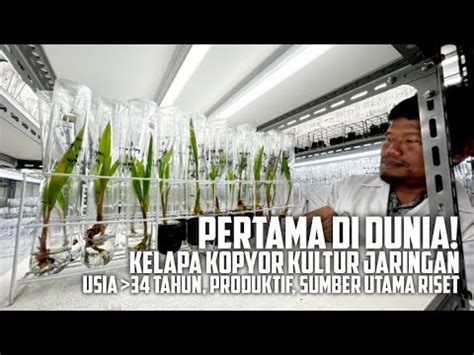 Kelapa Kopyor Kultur Jaringan Tertua Di Dunia Ppks Unit Bogor Youtube