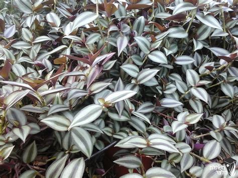 יהודי- נודד - Tradescantia - משתלות מלצר, משתלה לצמחים רב שנתיים,שיחים ...