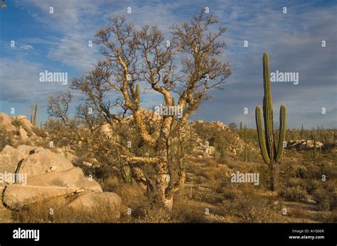 cactus in the desert on the Baja California Peninsula Mexico Stock ...