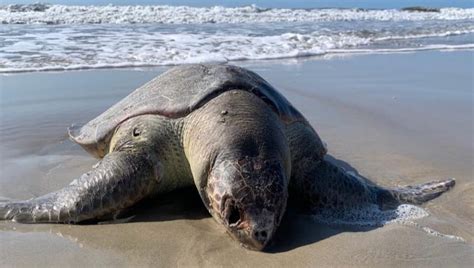 Em menos de uma semana 150 animais encalharam no litoral do Paraná