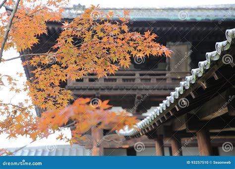 Tetto Del Tempio Del Giappone Kyoto Tofukuji Con L Albero Di Acero