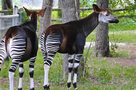 Bronx Zoo Okapi