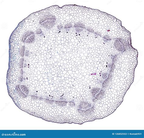 Coupe Microscopique De Section Transversale D Une Tige D Usine Sous Le