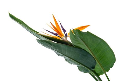 Images de Strelitzia Isole Téléchargement gratuit sur Freepik