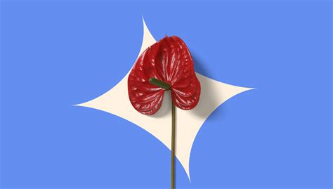 Ousada Sex Shop Identidade Visual Behance