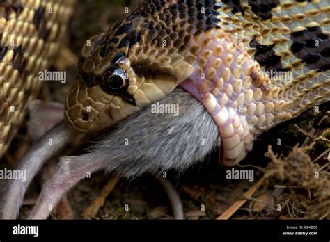 Pacific Gopher Snake Eating Mouse Pituophis Catenifer Catenifer Stock