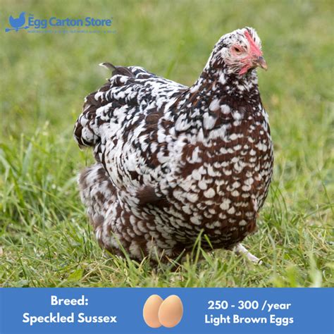 Top 10 Best Chicken Breeds For Laying Lots Of Eggs The Egg Carton Store Blog