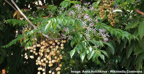 Chinaberry Tree (Melia Azedarach) : Leaves, Flowers, Bark, Fruit ...