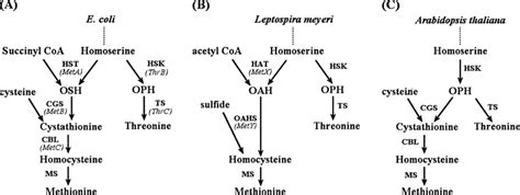 Methionine And Threonine Biosynthesis Pathways In Escherichia Coli