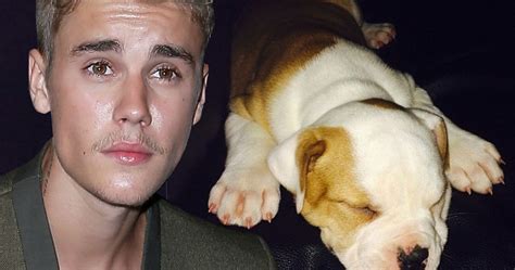 Justin Bieber is Hollywood Dr. Dolittle. He really loves pets