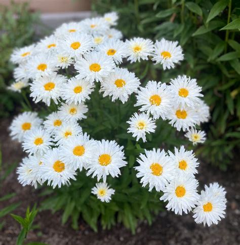 Shasta Daisy Seeds White/yellow/shaggy Beautiful Perennial Deer Resisitant - Etsy