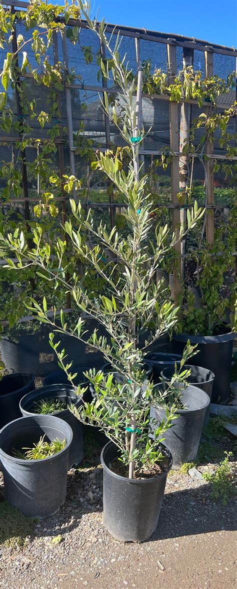 Fruitless Olive Tree Large 15 Gallon Size - Etsy