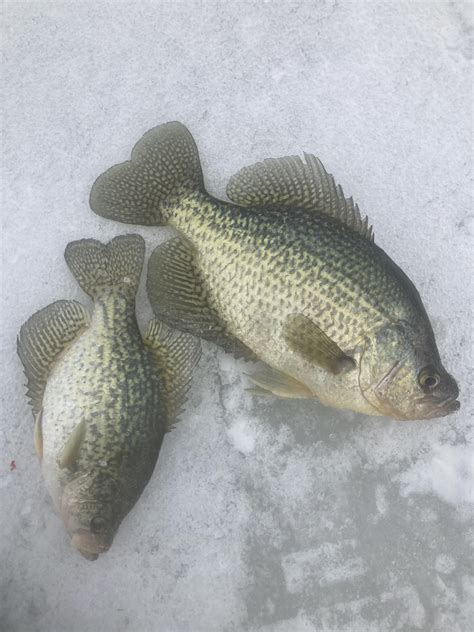 12 And 16 Inch Crappie Rcrappie