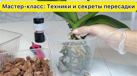 Поэтапная ПЕРЕСАДКА орхидеи Все нюансы успешной пересадки орхидей - YouTube