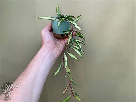 Hoya Wayetii Tricolor Variegata Babyplant 7 90