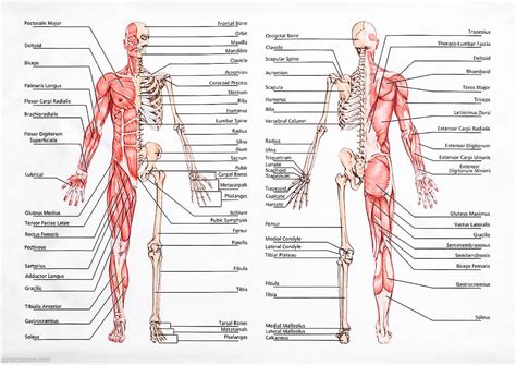 Quickfit Stretching Exercises And Muscular System Anatomy Poster Set