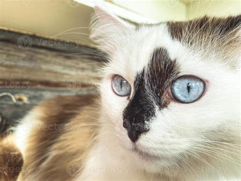 Wei E Katze Mit Gro En Blauen Augen S E Flauschige Katze Mit Wei Em