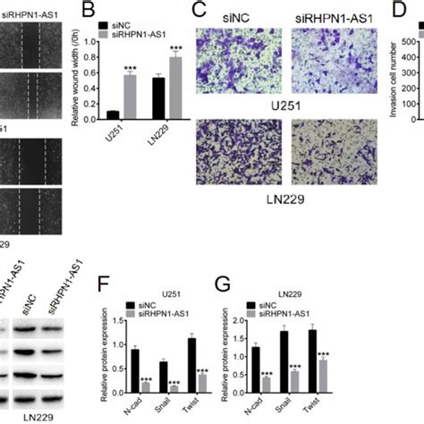 LncRNA RHPN1 AS1 Promotes Glioma Cell Migration And Invasion A B