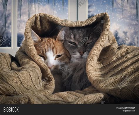 Two Cats Hide Under Image Photo Free Trial Bigstock