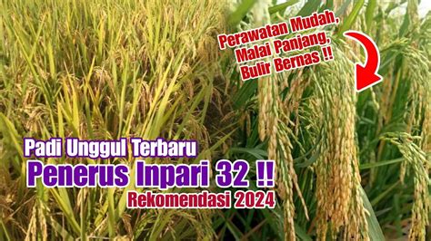 Padi Unggul Terbaru Tri Sultan 05 Penerus Inpari 32 Perawatan Mudah