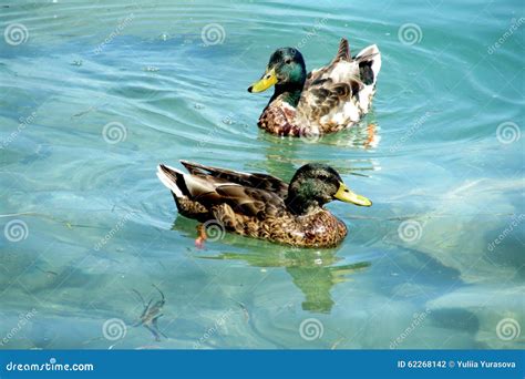 Duck Birds Swim In Water Stock Photo Image Of Male Orange 62268142