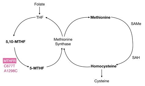 Mthfr Why Is There So Much Interest In This Gene July