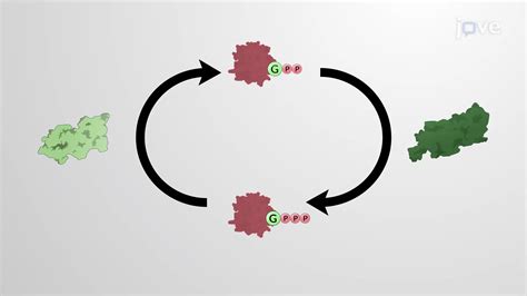 Small Gtpases Ras And Rho Cell Biology Jove