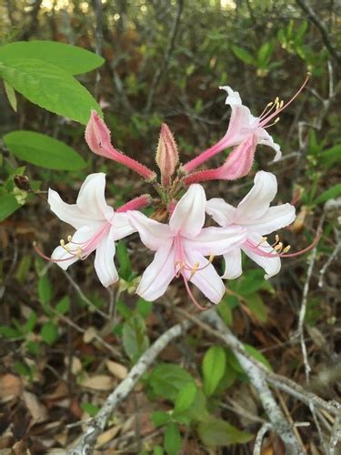 Dwarf Azalea | Native Plants Hub