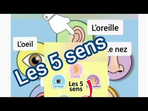 Les Cinq Sens Les Organes Des Sens Les Organes Sensoriels YouTube