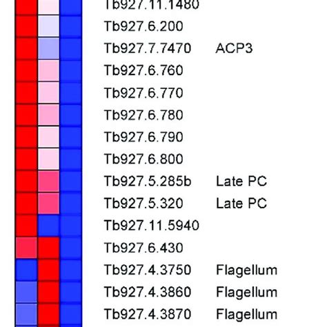 Major Changes In Transcript Abundance During T Brucei Development In