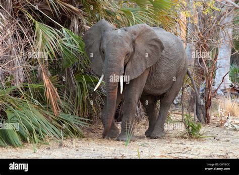 Adult Male African Elephant Loxodonta Africana The Selous Game