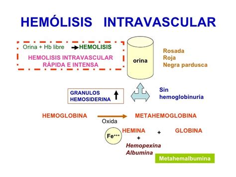 HEMOLISIS INTRAVASCULAR Y EXTRAVASCULAR PDF