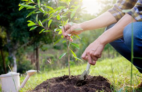 Baum Pflanzen So Pflanzen Und Pflegen Sie Ihren Baum Richtig