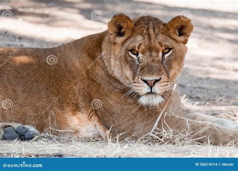 Lioness stock photo. Image of crater, large, dangerous - 26674214