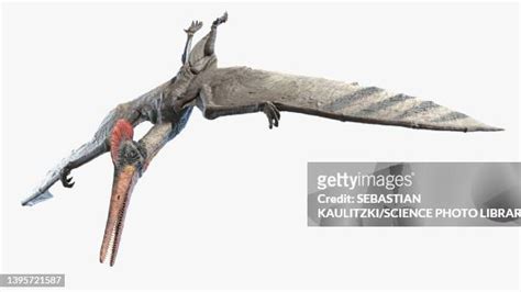 Pterosaurs Photos And Premium High Res Pictures Getty Images