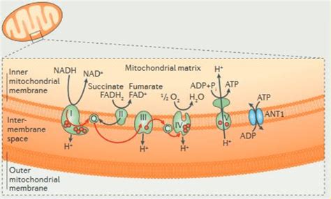 Illustration De La Cha Ne Respiratoire Constitu E Des Complexes