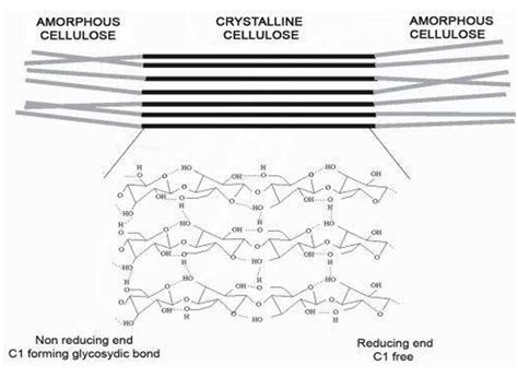 Cellulose Content Analysis Creative Proteomics