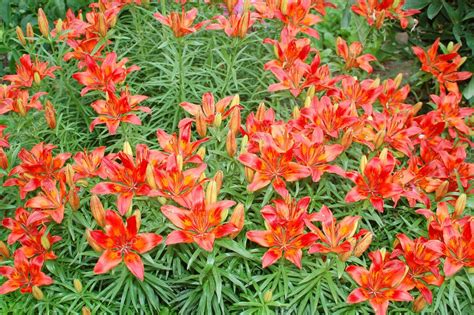 Orange lilies — Stock Photo © zhanna #1082297