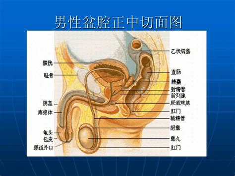 青春期生理与生殖健康1word文档在线阅读与下载无忧文档