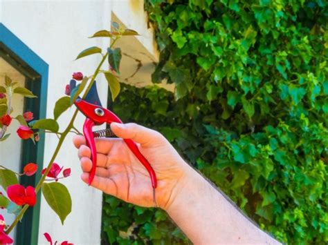 Bougainvillea Pruning Tips When And How To Prune Bougainvillea Shrubs