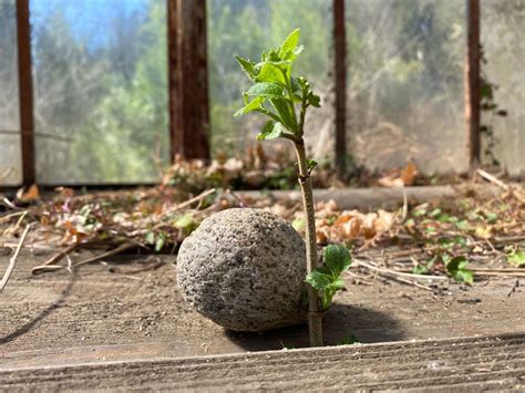 A seed is like an idea - Opa!celica