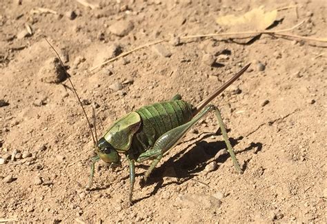 Can You Eat Mormon Crickets? Exploring Edible Insects - What's That Bug?