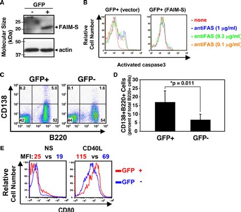 FAIM S Augments Plasma Cell Differentiation And CD40 Mediated Signaling