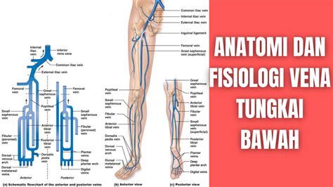 Anatomi Otot Tibialis Posterior Pada Tungkai Atau Kaki Manusia Hot