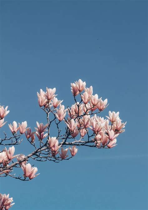 Saucer Magnolia Tree for Sale - Buying & Growing Guide - Trees.com