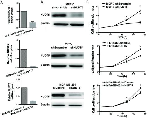 NUDT5 Knockdown Reduces The Proliferation Of MCF 7 T47D And